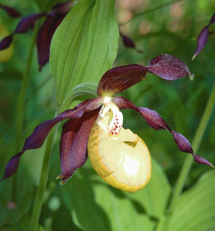 Einheimische Orchidee - Der Ochsenbeutel=Frauenschuh
